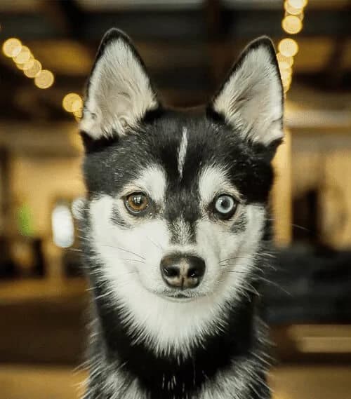 Takeshi Kovac, ERA Fit coach